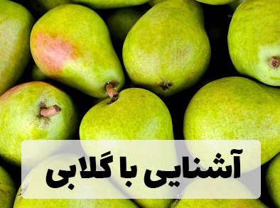 آشنایی با گلابی