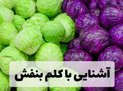 آشنایی با کلم بنفش