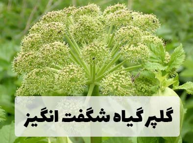 گلپر گیاه شگفت انگیز درمانی 