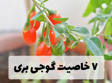 7 خاصیت گوجی بری